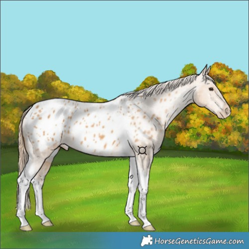 Horse Color:Chestnut Tobiano Appaloosa 