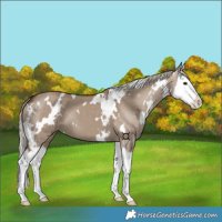 Horse Color:White Spotted Silver Grullo Splash 
