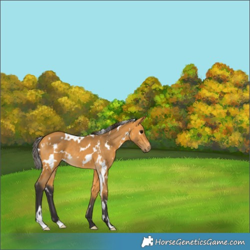 Horse Color:White Spotted Buckskin 