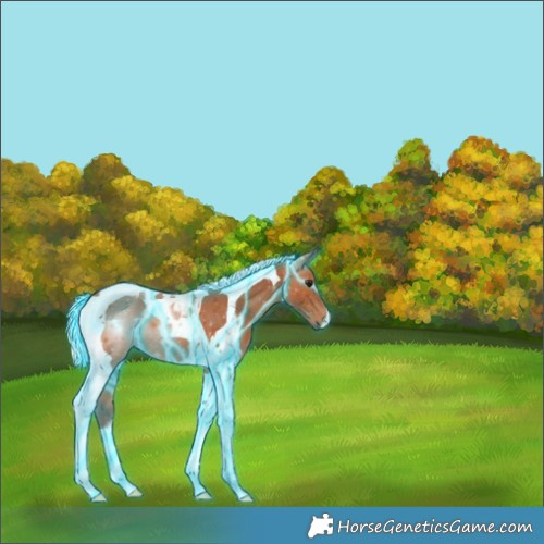 Horse Color:Thunderstruck Silver Bay Tobiano 