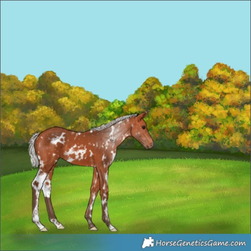 Horse Color:White Spotted Silver Bay 