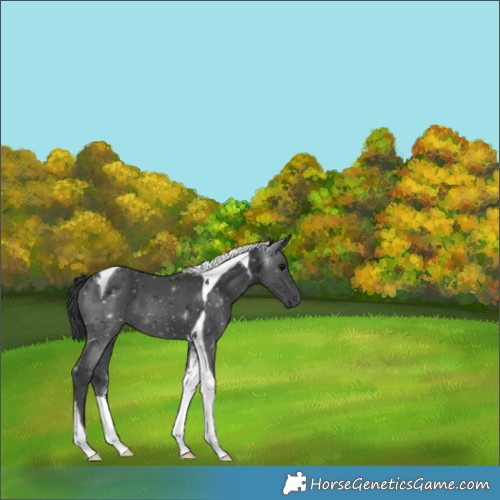 Horse Color:Black Tobiano 