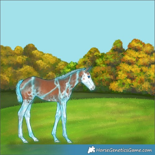 Horse Color:Thunderstruck Silver Bay Splash 