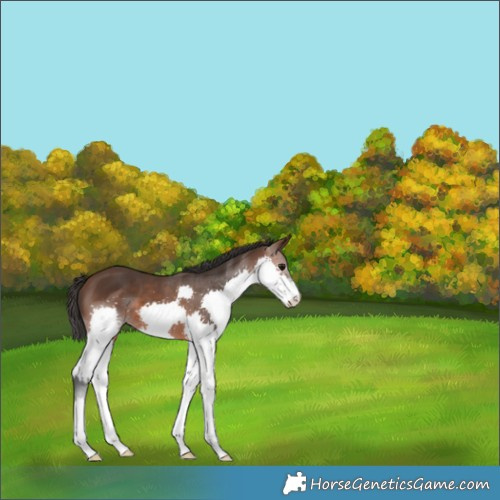 Horse Color:Brown Splash 