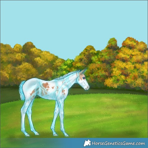 Horse Color:Thunderstruck Silver Bay Splash Tobiano 