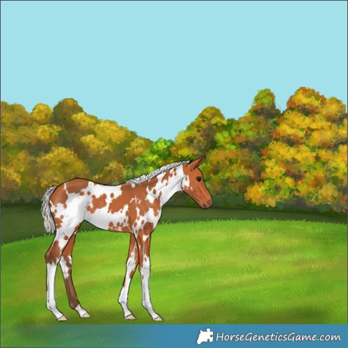 Horse Color:White Spotted Silver Bay 