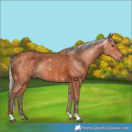 Horse Color:Silver Bay Rabicano 