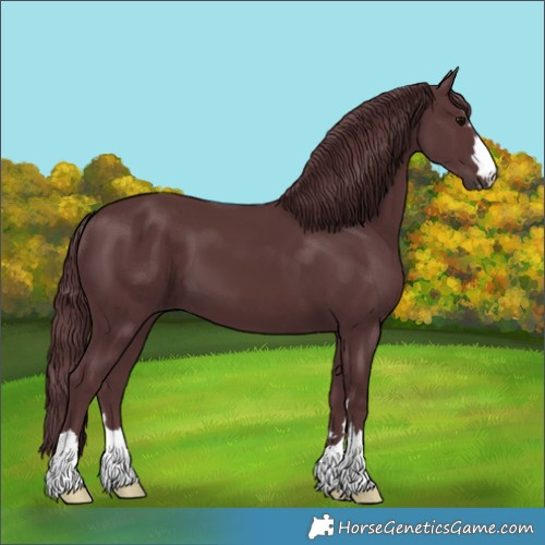 Horse Color:Chocolate Black