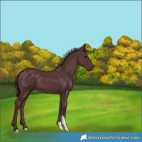 Horse Color:Chocolate Black 