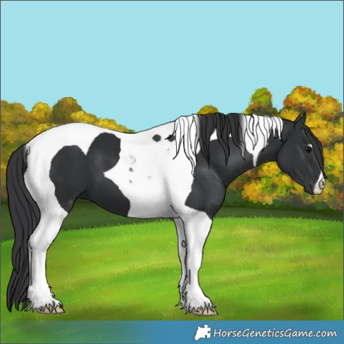 Horse Color:Black Tobiano