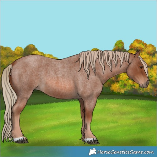Horse Color:Red Roan 