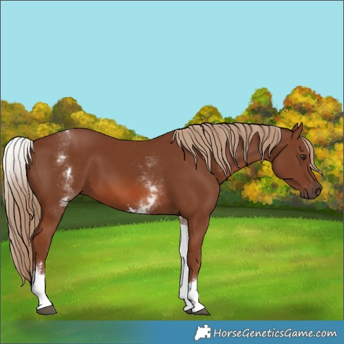 Horse Color:White Spotted Chestnut Sabino 