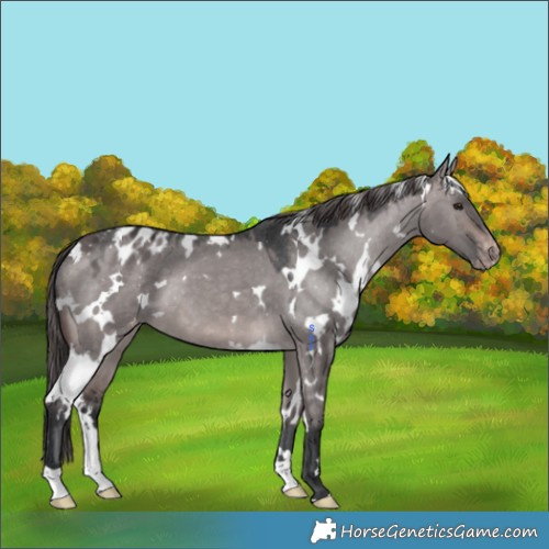 Horse Color:Platinum White Spotted Brown Dun Appaloosa 