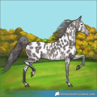 Horse Color:Platinum White Spotted Brown Dun Appaloosa 