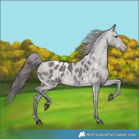 Horse Color:Platinum White Spotted Brown Dun Appaloosa 