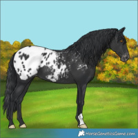 Horse Color:Black Appaloosa 