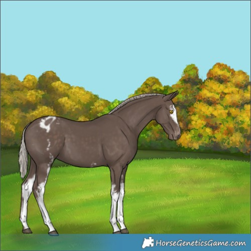 Horse Color:White Spotted Silver Black Appaloosa 