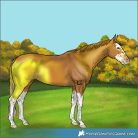 Horse Color:Chestnut Splash