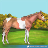 Horse Color:Chestnut Tobiano 