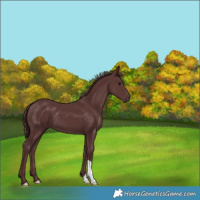 Horse Color:Chocolate Smoky Black