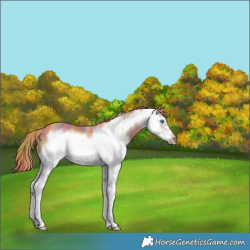 Horse Color:Nacre Chestnut Sabino Splash Frame Rabicano
