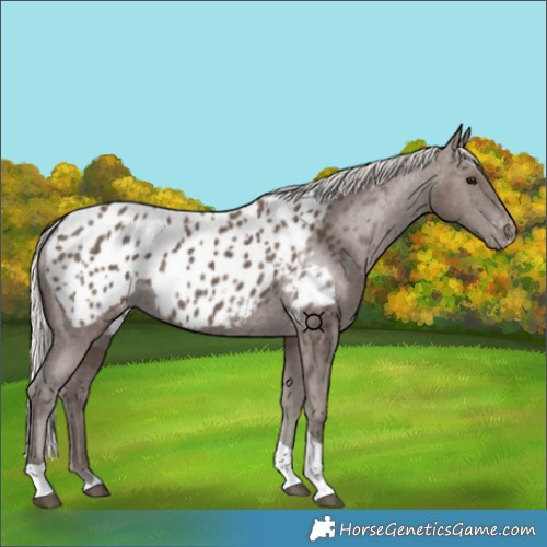 Horse Color:Silver Black Tobiano Appaloosa 