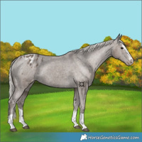 Horse Color:Silver Black Appaloosa Rabicano 