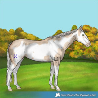 Horse Color:Silver Classic Champagne Dun Splash Frame 