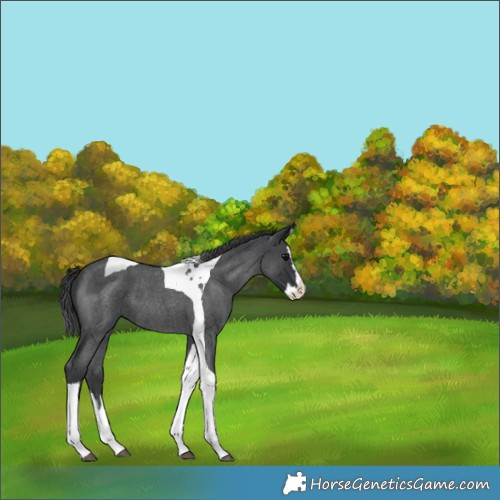 Horse Color:Blue Roan Splash Tobiano 