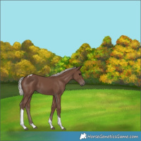 Horse Color:Silver Black Tobiano 