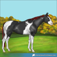 Horse Color:Painted Black Splash Tobiano 