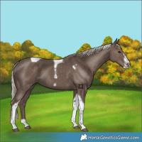 Horse Color:Silver Black Tobiano Frame 