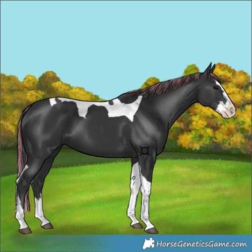 Horse Color:Painted Black Splash Tobiano 