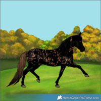 Horse Color:Void Chestnut Tobiano Appaloosa