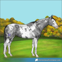 Horse Color:Black Ice Splash Tobiano 