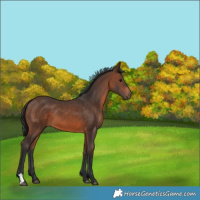 Horse Color:Brown 