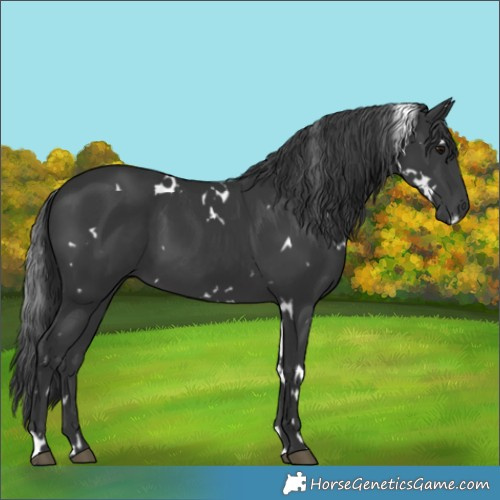 Horse Color:White Spotted Black 