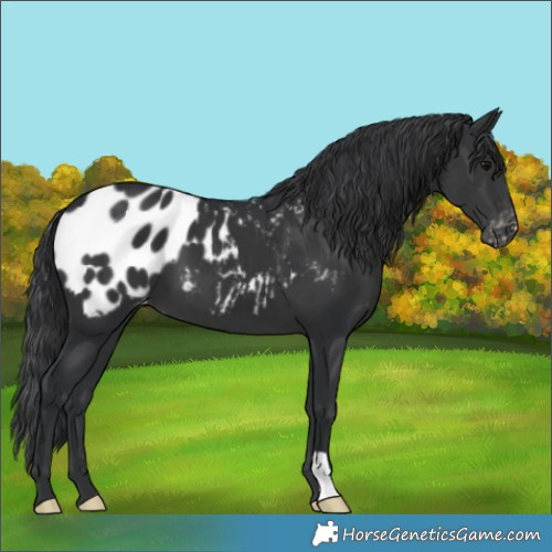 Horse Color:Black Appaloosa
