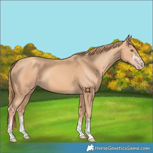 Horse Color:Gold Champagne 