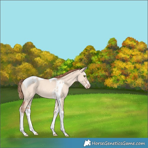 Horse Color:Gold Champagne Dun Splash Tobiano 