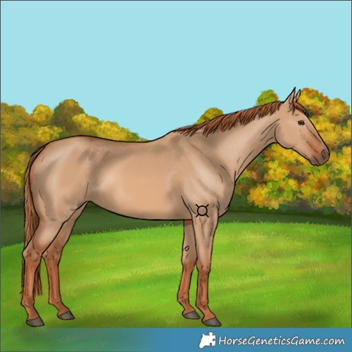 Horse Color:Red Dun 