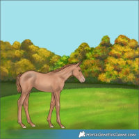 Horse Color:Gold Champagne 