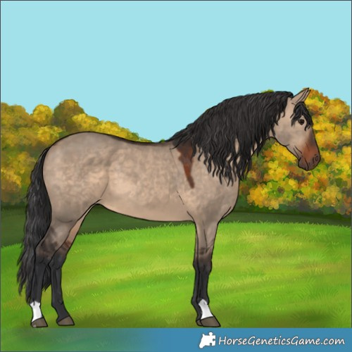 Horse Color:Brown Dun