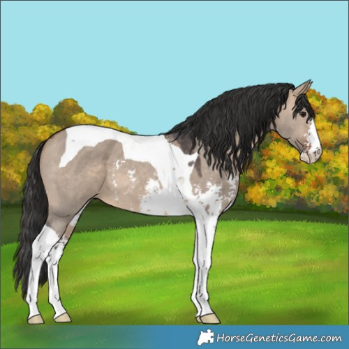 Horse Color:Brown Dun Sabino Tobiano