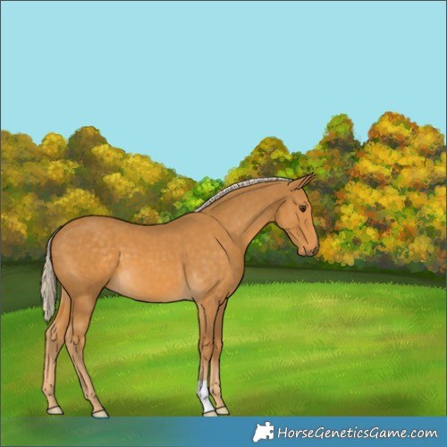 Horse Color:Unknown 