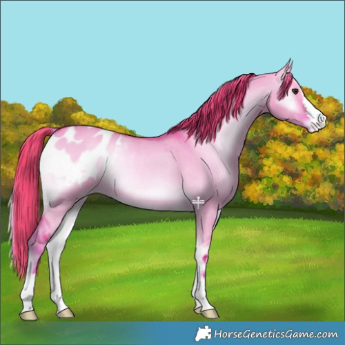 Horse Color:Watercolor Red Dun Onyx Appaloosa Rabicano 