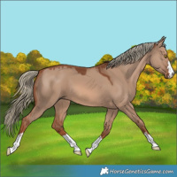 Horse Color:Red Dun Mushroom 