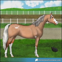 Horse Color:Silver Bay Dun Appaloosa 