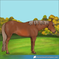 Horse Color:Chestnut 