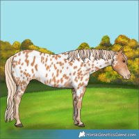 Horse Color:Chestnut Appaloosa